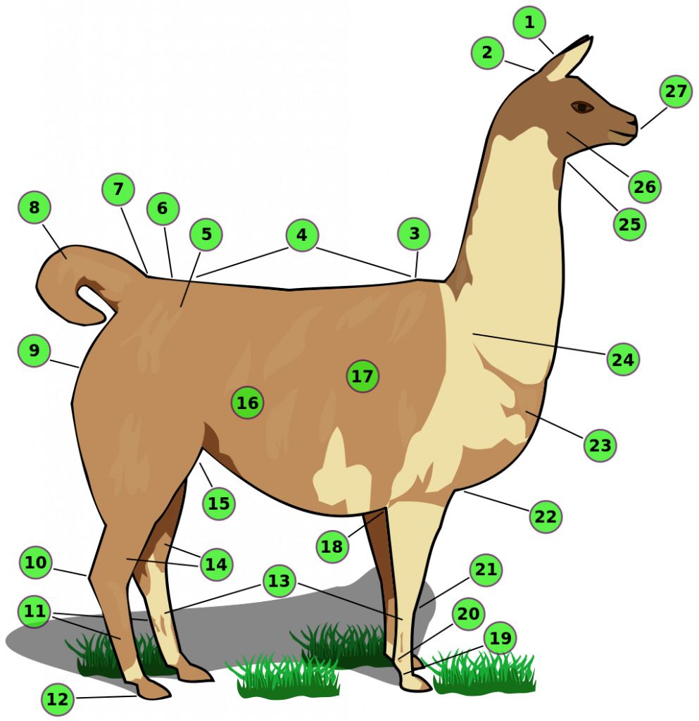 Llama Body Parts (993x1024)