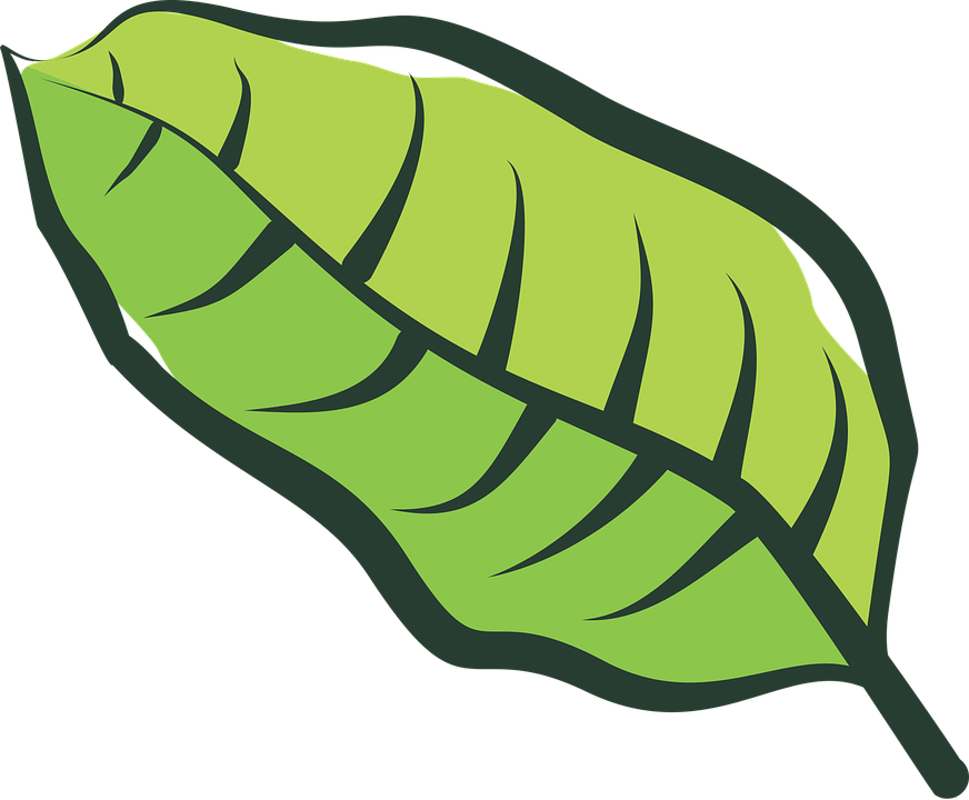 Banana Split Clipart 13, - Hoja De Tabaco Vector (872x720)
