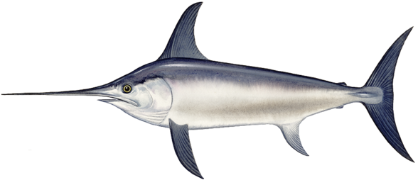 Swordfish (600x273)