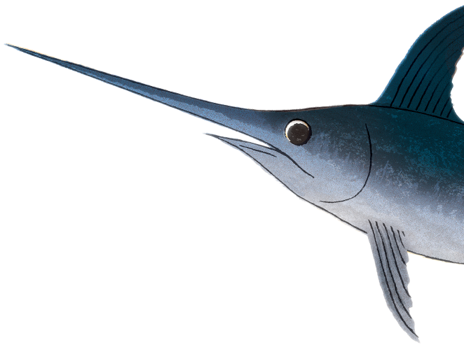 気仙沼メカジキ公式動画-第2弾 - Swordfish (661x505)