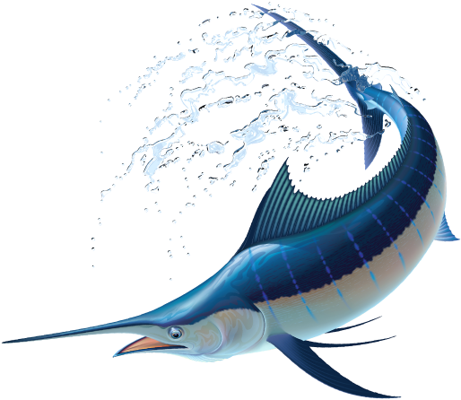 ソードフィッシュ - Atlantic Blue Marlin (520x450)