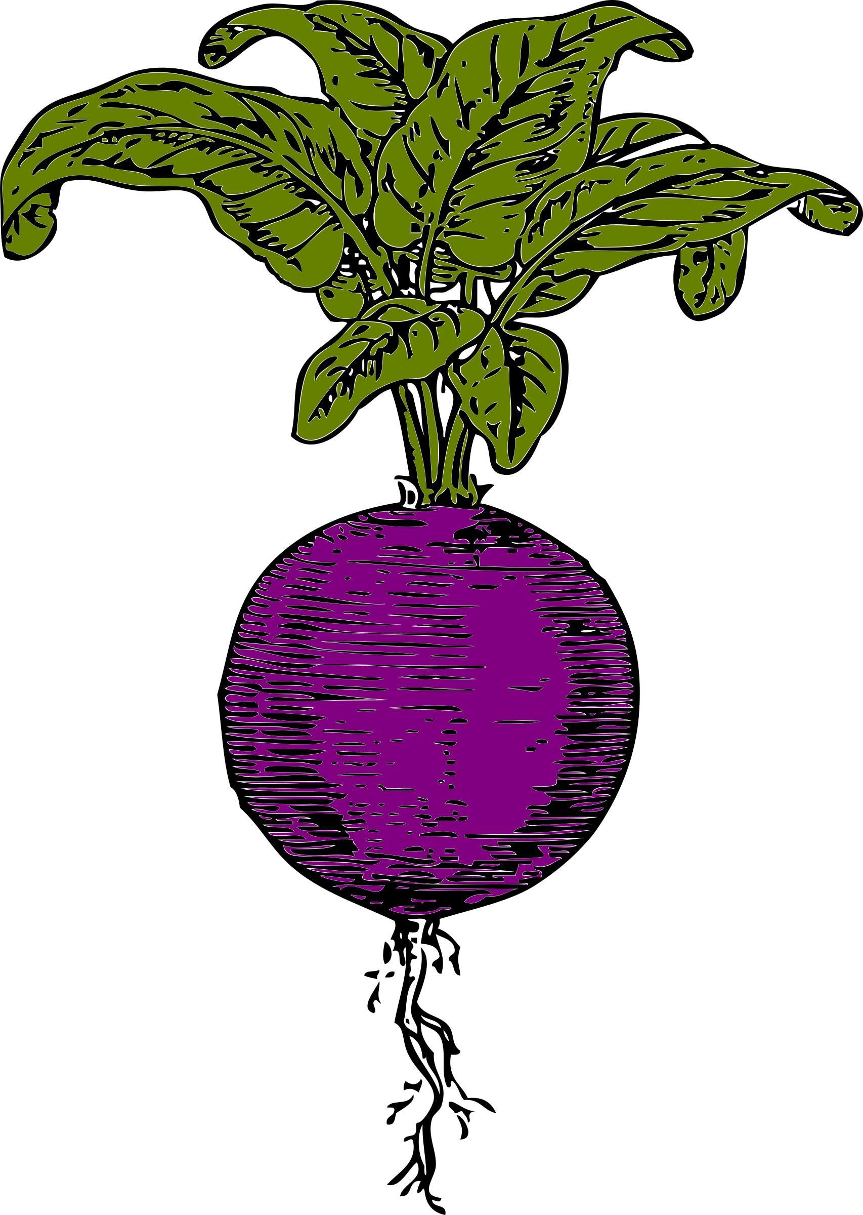 Beet - Clipart - Beet Clip Art (1706x2400)