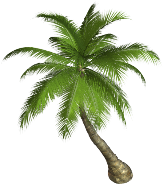 Fondo - - Palm Png (530x599)