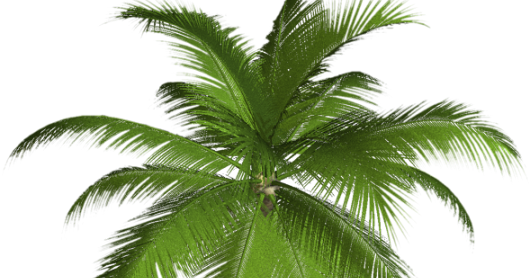 Palm Tree Clip Art (530x278)