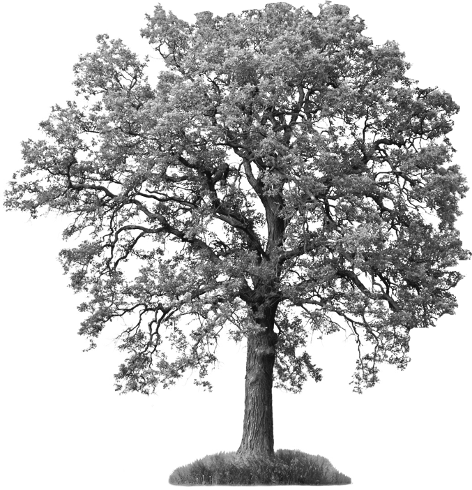 Drawn Tree Ash Tree - Introduction To General, Organic And Biochemistry [book] (677x702)