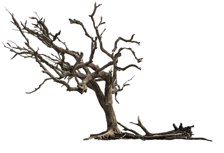 Tree-3417631 340 - Tree (509x340)