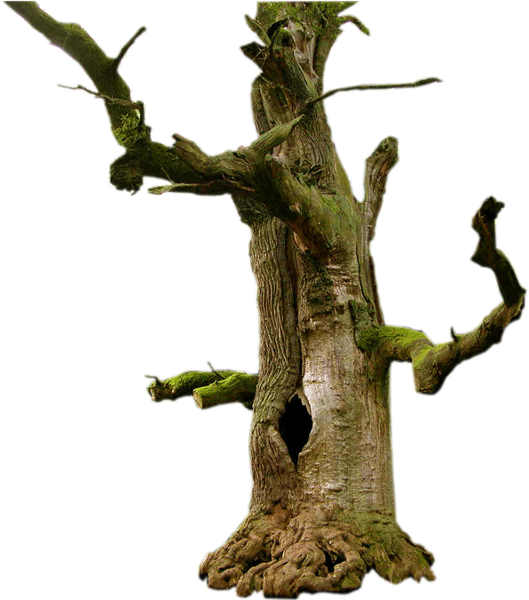 Old Dead Tree Drawing Download - Tree (808x880)