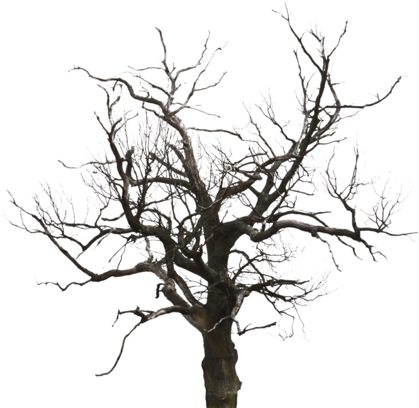 Tree4 (894x893)