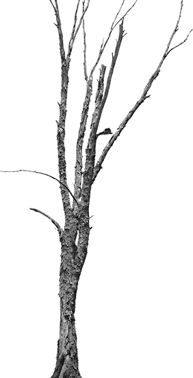 Tap - Drawing (282x550)
