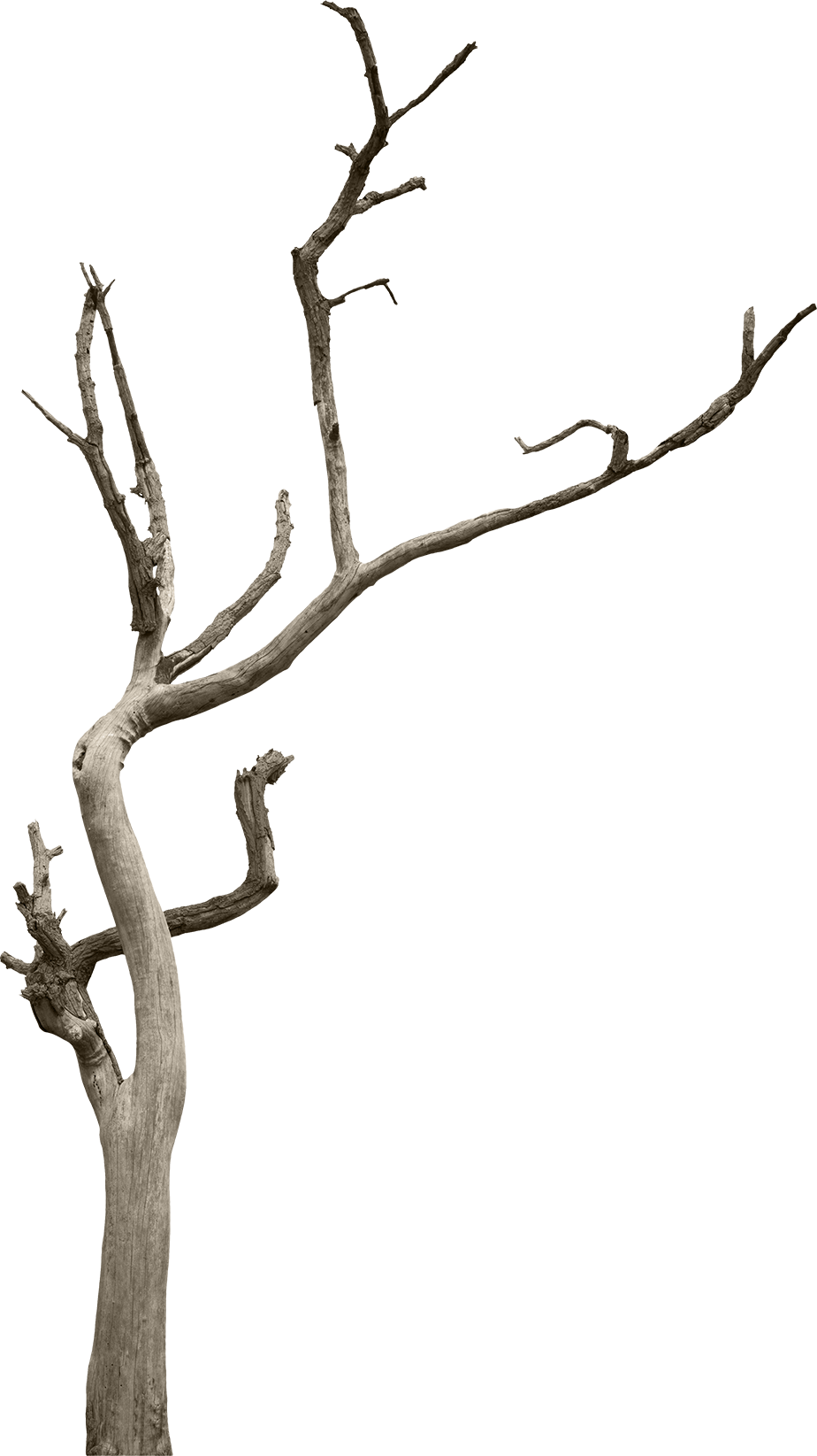 К Фильму Ужасов Светозара Головлева Про Красную Армию - Tree (924x1645)
