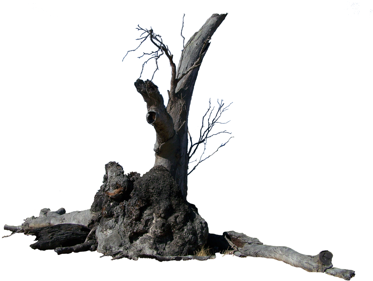 Lightning Tree Precut By Stockopedia Lightning Tree - Tree (1600x1202)