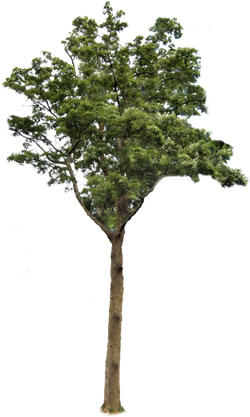 Transparent Background Tree Png (1024x1733)