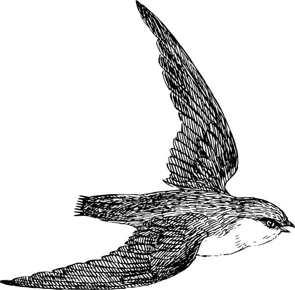 Swift Clipart (1000x993)