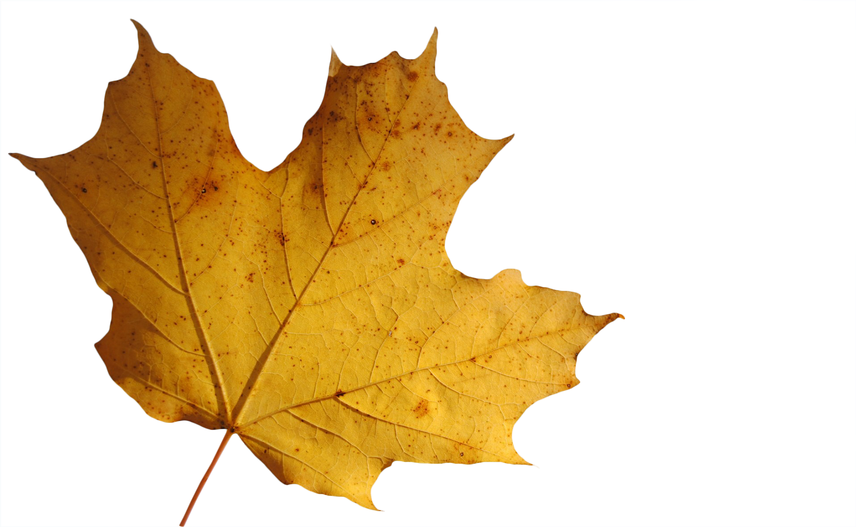 70aa8b0e - Maple Leaf (1920x1080)