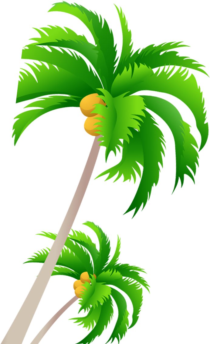Tree Coconut - Coconut Tree - Tree Coconut - Coconut Tree (1181x1181)