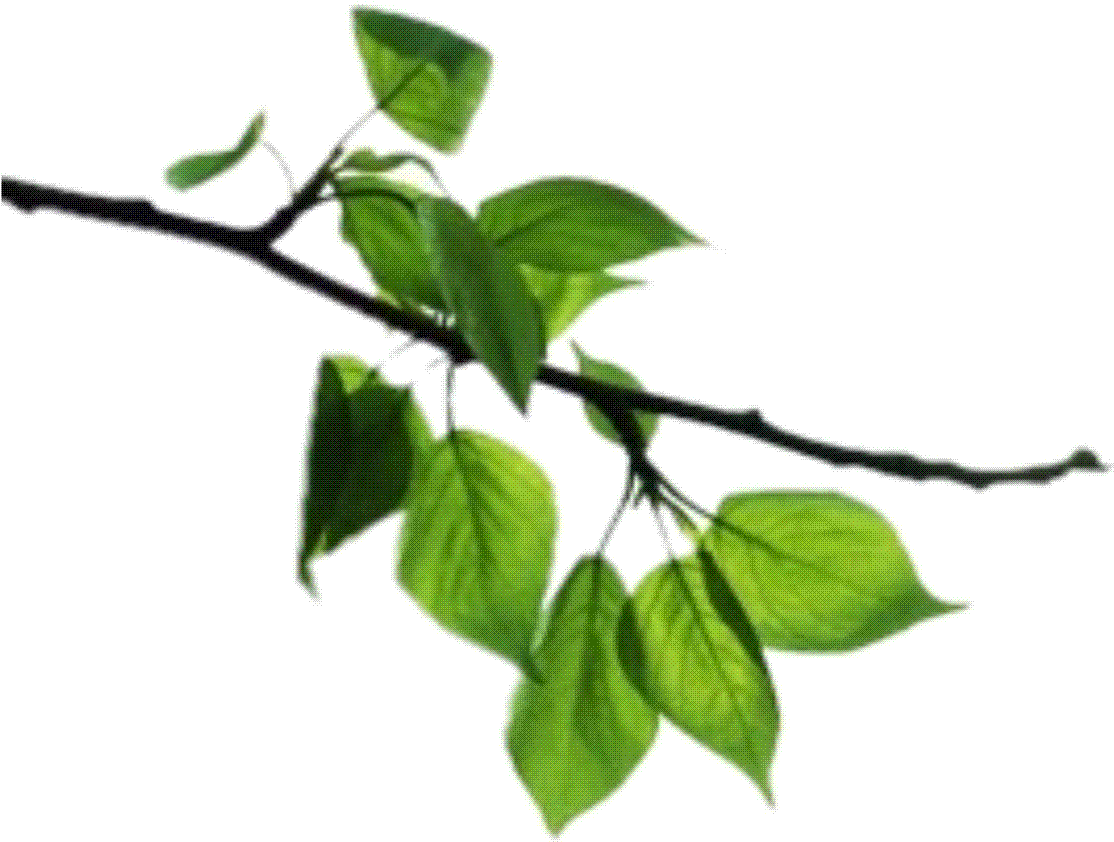 Tree Branch Clip Art - Natural Home Multi Purpose Towels (1441x1091)