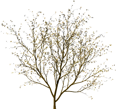 Tree Without Leaves (388x367)