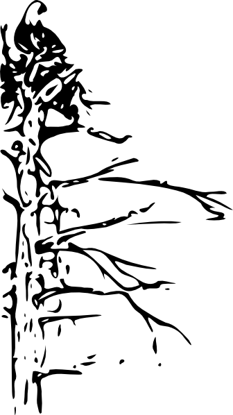 Bald Eagle (336x598)
