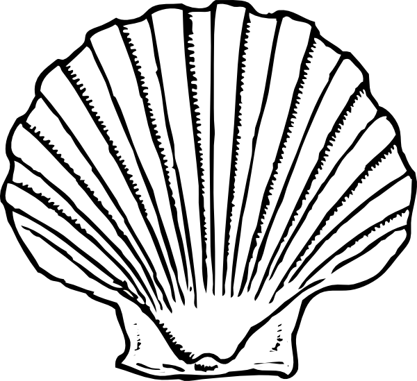 Black And White Sea Shell (600x549)