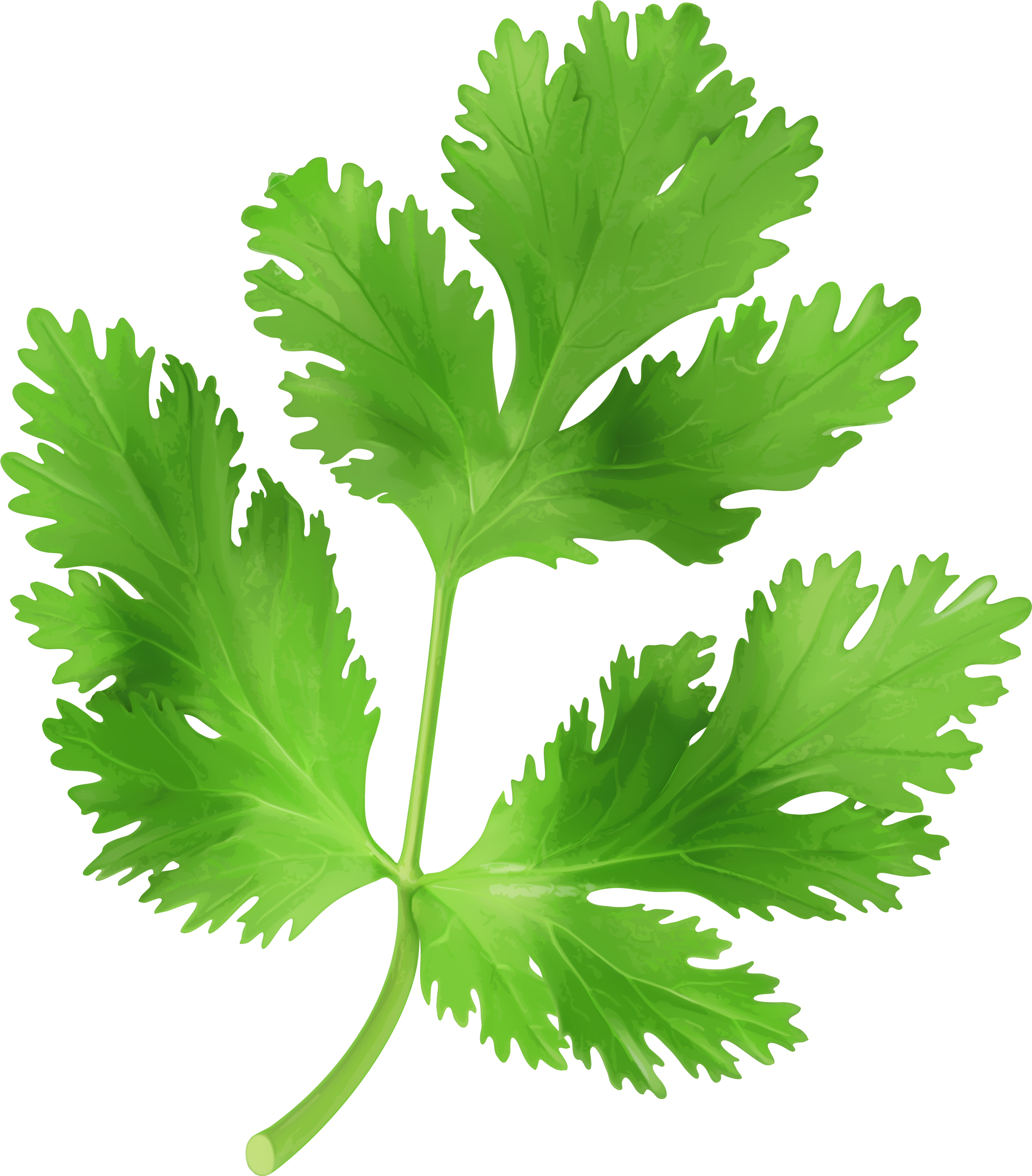 View Full Size - Coriander Png (5261x6000)