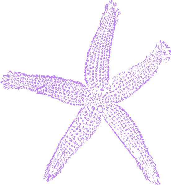 Estrella De Mar Vector (552x596)
