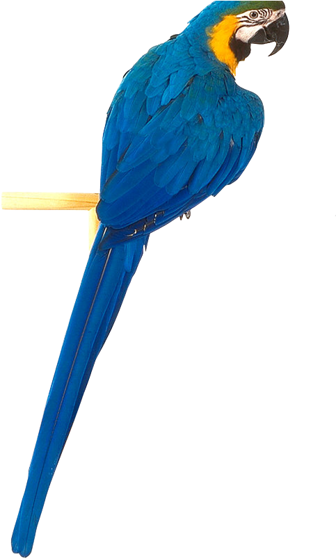 Blue Parrot Png (551x914)
