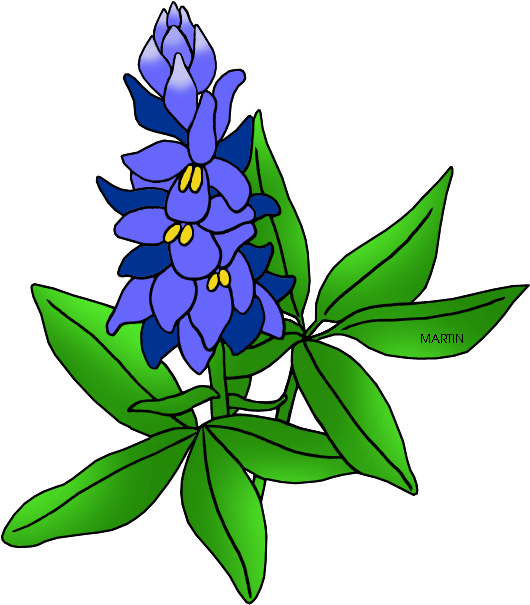 Texas State Flower - Texas State Flower Drawing (579x648)