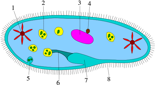 Upload Public Image - Protists Bacteria (512x289)