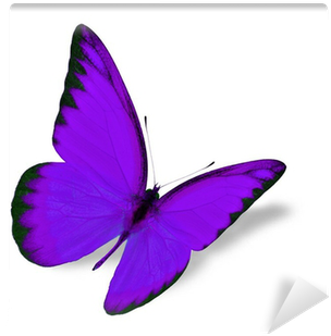 Purple Butterfly (400x400)