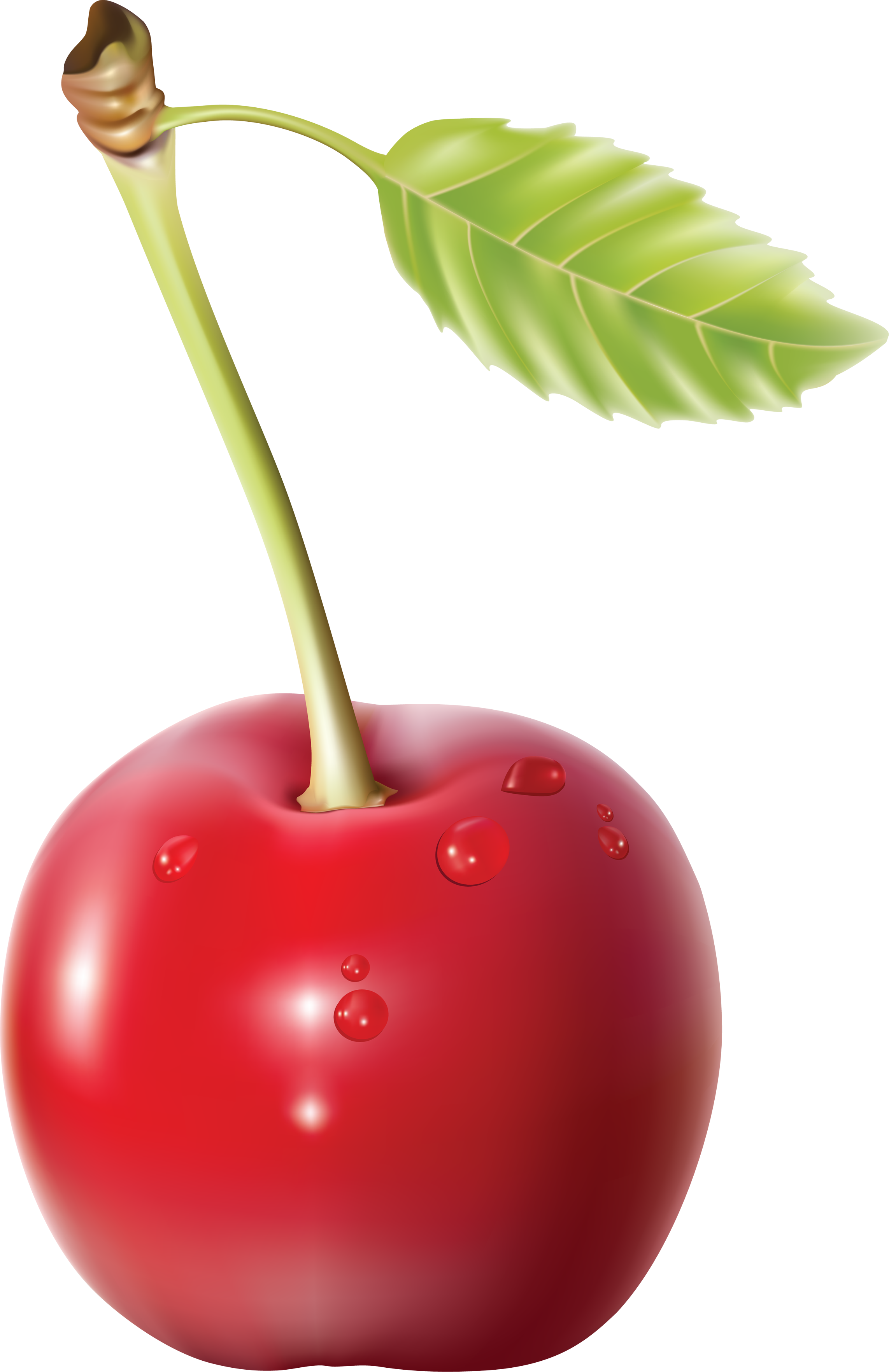 Cherry Clipart Single Cherry - Cherry Png (2285x3528)