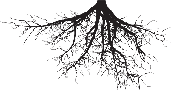Boy Born In June - Tree With Roots Pine (732x486)