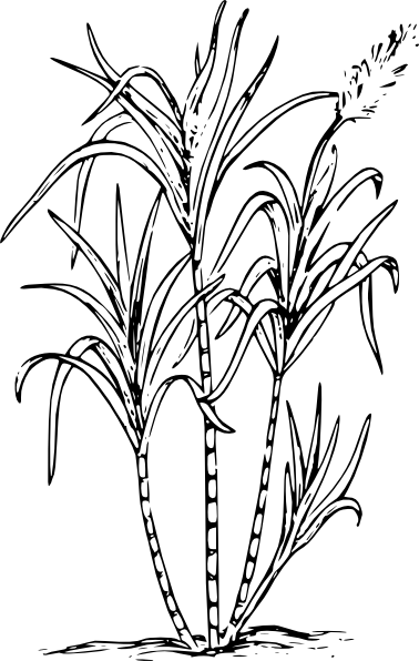 Sugar Cane Outline (378x596)