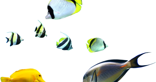 Coral Reef Fish (530x278)