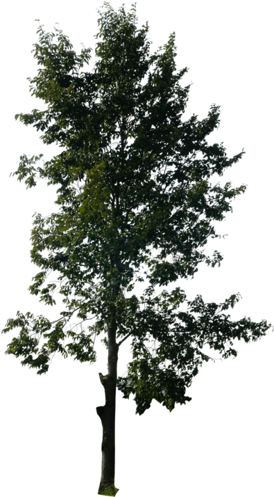 Transparent Trees (400x720)
