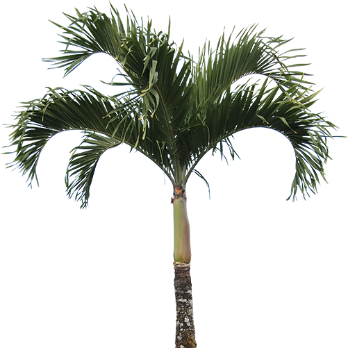 Areca Nut Tree Png (501x501)