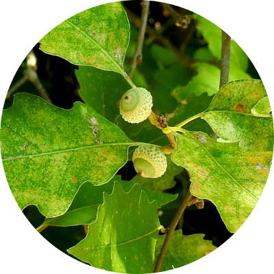 American Aspen (400x399)