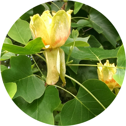 Datura (512x512)