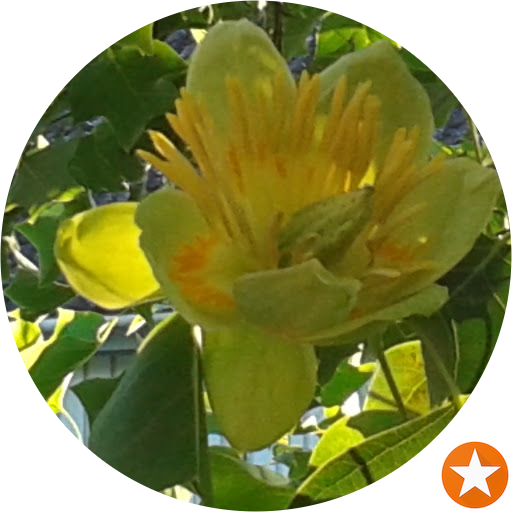 Sacred Lotus (512x512)