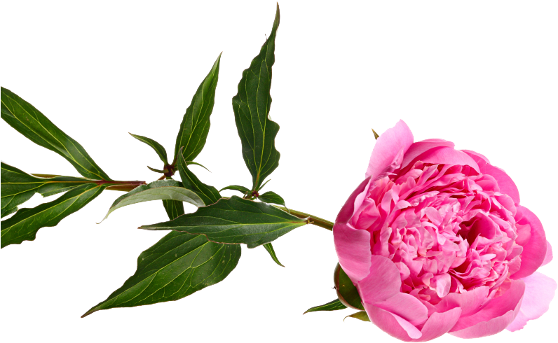 Eco Weddings - Common Peony (848x515)