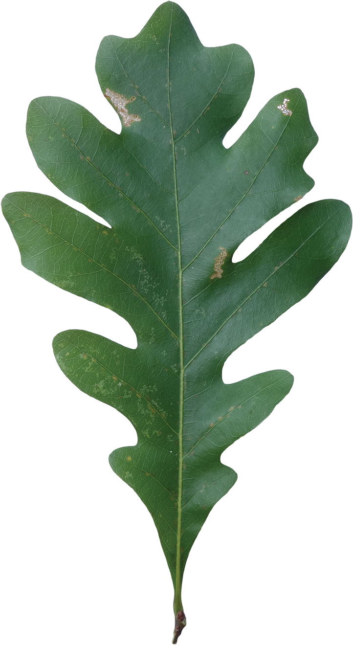 Red Oak White Oak Leaf (800x1419)