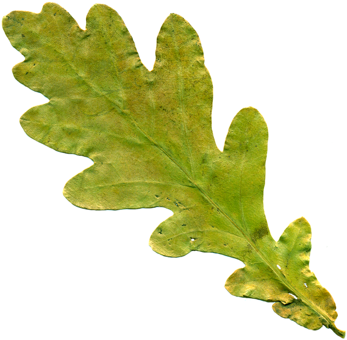 Oak Leaf Pictures - Oak (715x720)