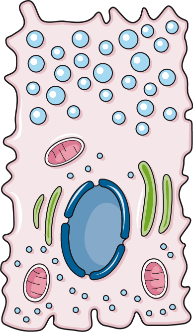 Stomach Wall Mucous Neck Cell - Circle (388x666)