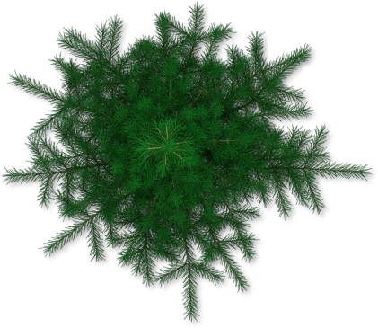 Pine Tree Top View Png Pine Tree Plan View Pine Tree - Pine (453x400)
