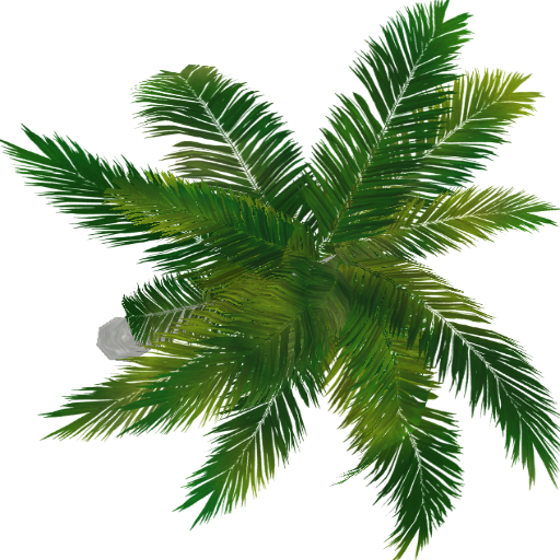 Palm Tree Top View Png - Portable Network Graphics (512x512)