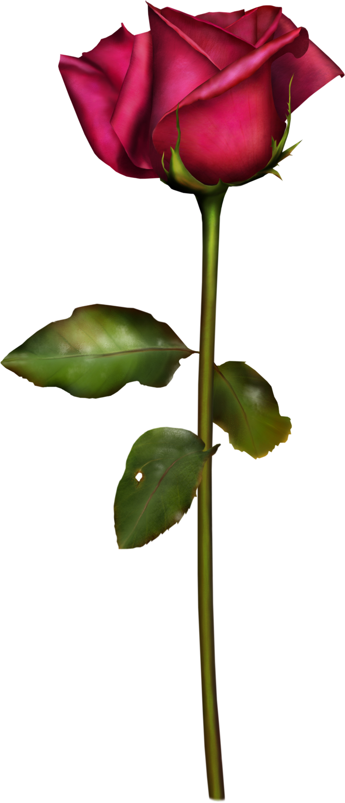 Rosas Png (688x1600)