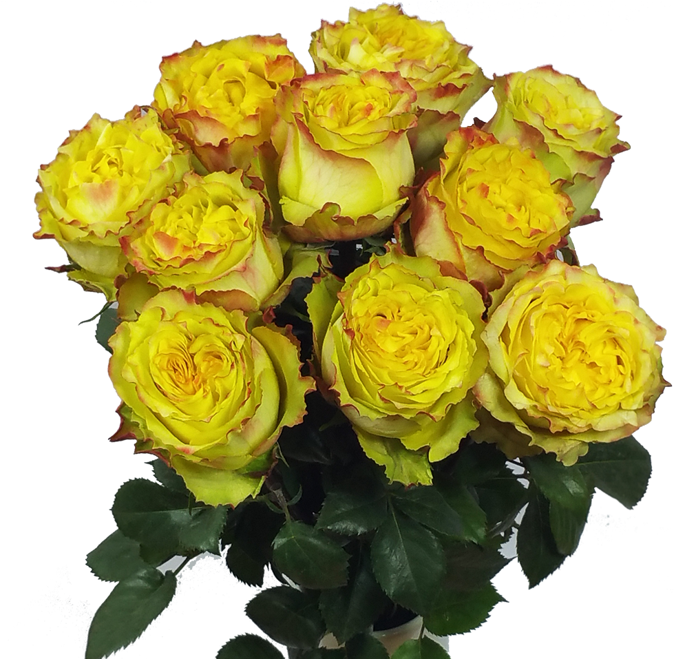 Passionfruit Roses - Rose (1000x1000)