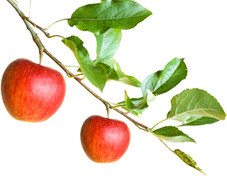 Apple - Apple On A Branch (458x356)