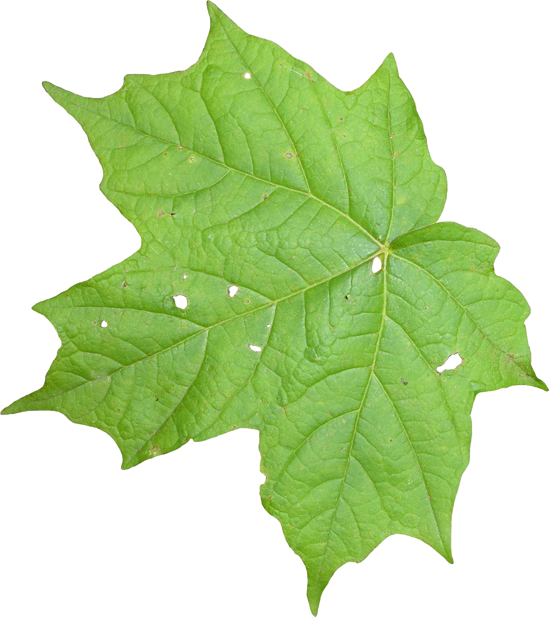 Leaf 02 - Portable Network Graphics (2560x2560)