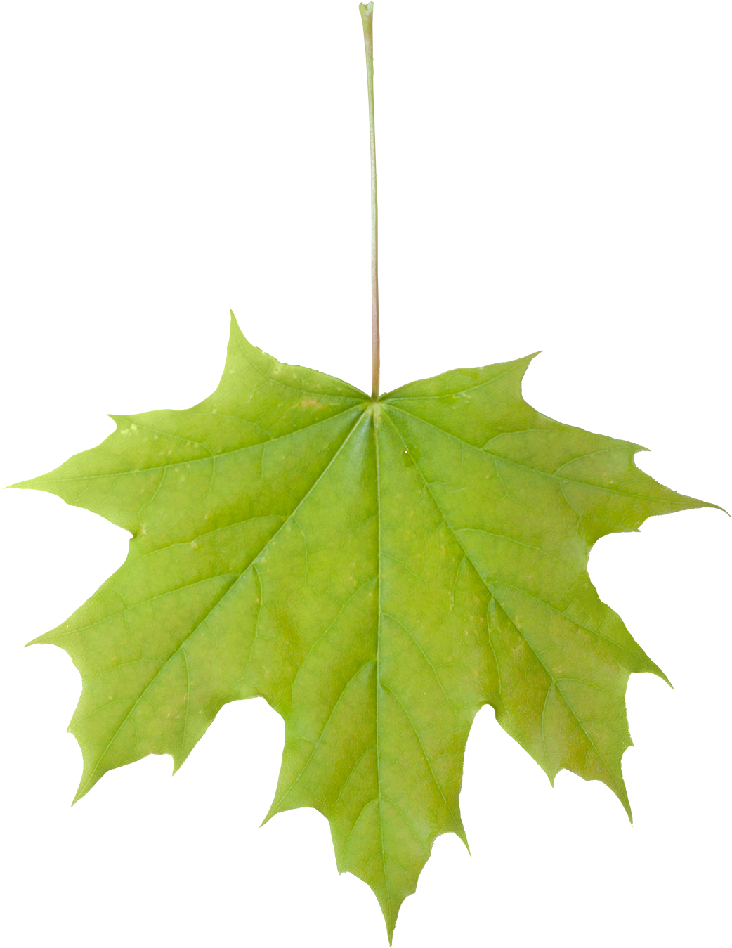 Vegetation Leaf Maple 01 - Png 잎사귀 (1091x1444)