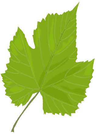 Green Leaf - Greenleaf (316x438)
